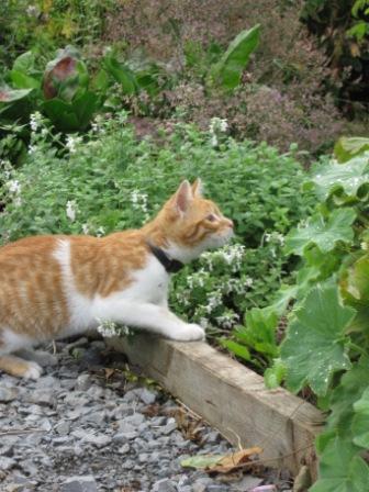 A curious kitten at Woodville Walled Garden