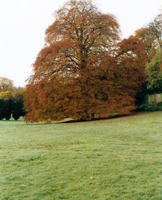 The Autograph Tree in Coole Park, County Galway