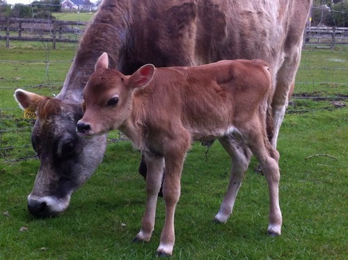 New born calf