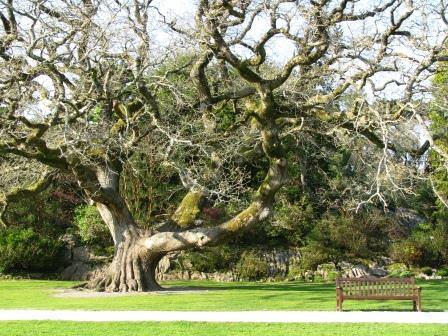 Native oak trees, Killarney National Park, County Kerry