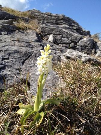 White Orchid in the Burren in County Clare