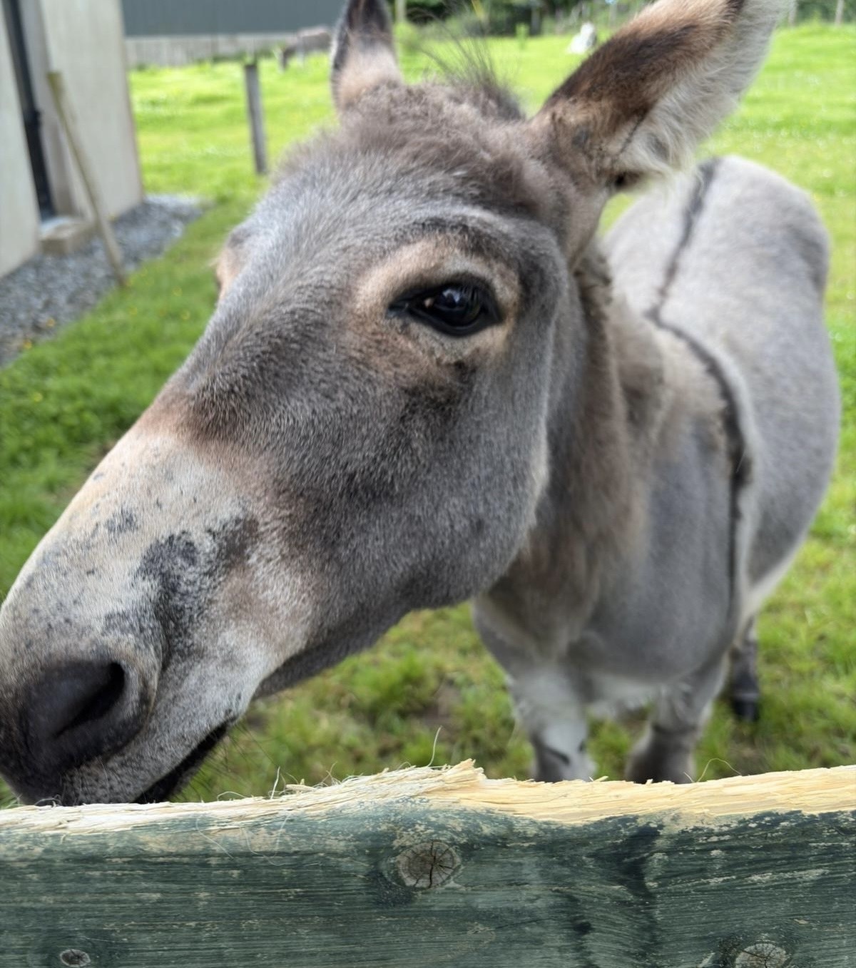 Donegal Donkey Sanctuary