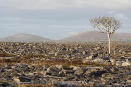 The unique Karst limestone area of the Burren in County Clare.