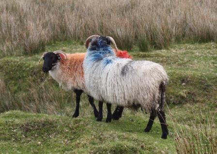 Clare Island Sheep