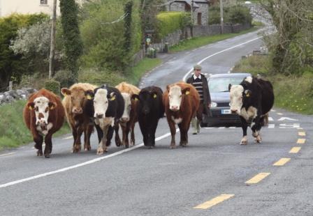 An Irish traffic jam...