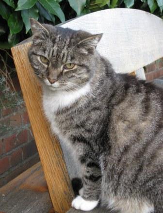 Dublin Castle Cat