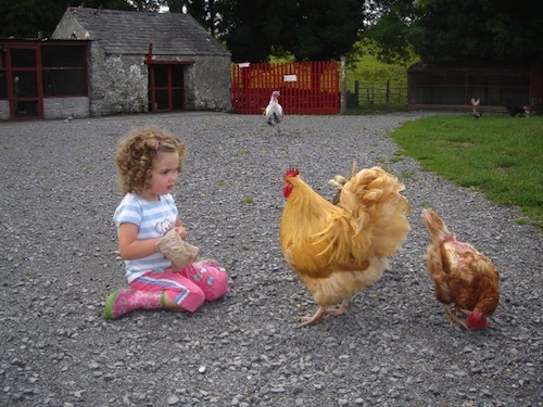 feeding the hens