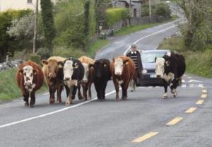 Cows stop traffic