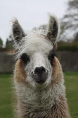 llamas in Ireland