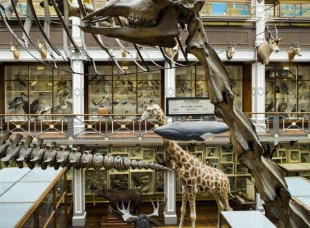 Museum of Natural History, Dublin