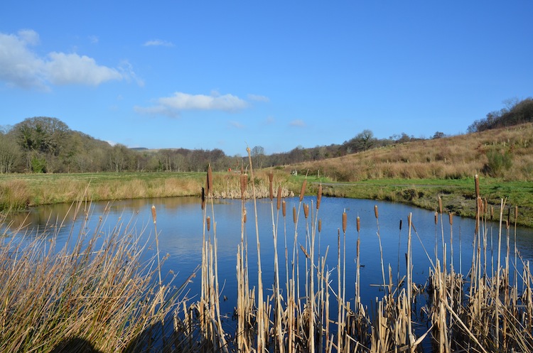 Ness Woods, Faughan Valley