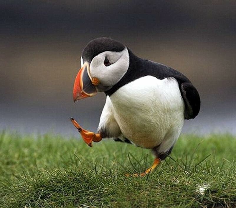 Playful Puffin, not my photo sorry to say!
