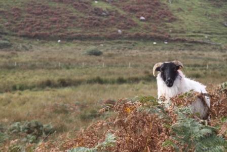 Irish ram