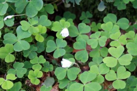 Shamrock or clover?