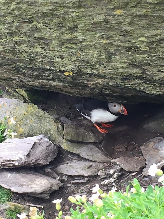 Puffin, Skellig Michael, County Kerry