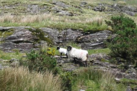 Woolley Sheep line the roads of Connemara