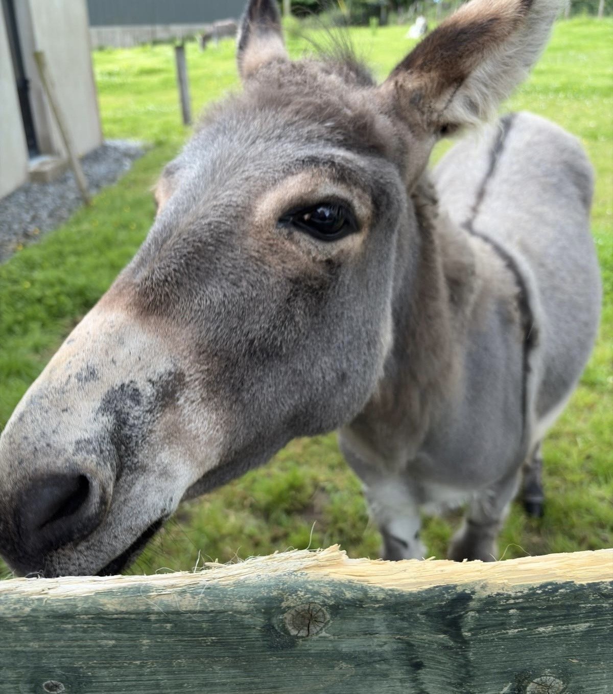 Donegal Donkey Sanctuary