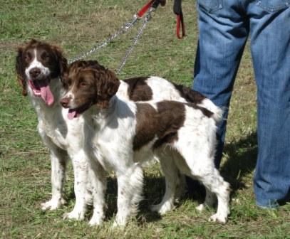 Irish setters