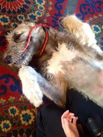 Irish Wolfhounds Ashford Castle - photo credit Mary Elizabeth McHale