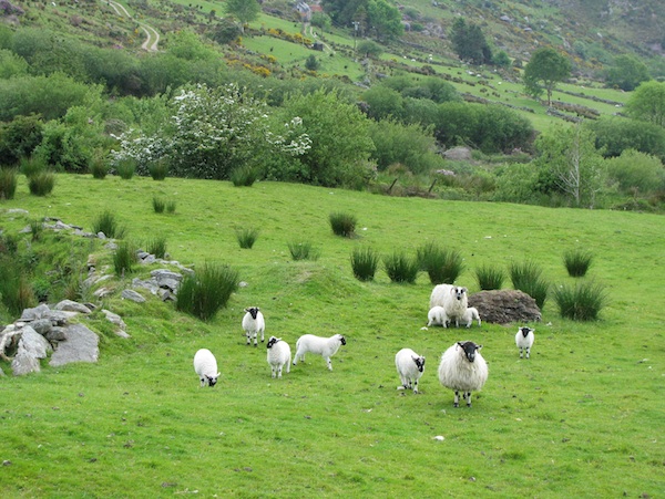 Kerry Sheep