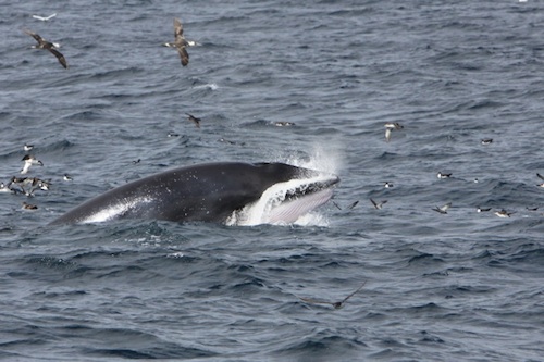 Minke Whale - photo credit Pádraig Whooley, Cork Whale Watch