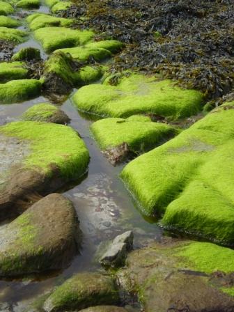 Seaweed burren limestone