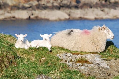 Slieve League Sheep